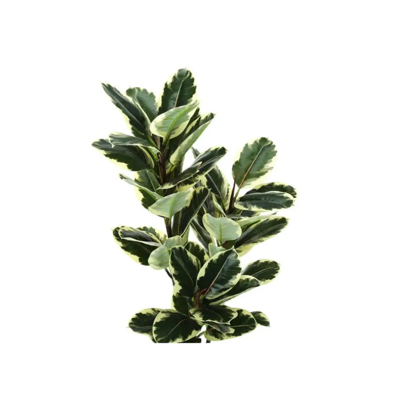 Artificial plant - 47"h / indoor oak tree in a 5" pot