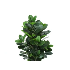 Artificial plant - 31"h / indoor garcinia in a 7" pot