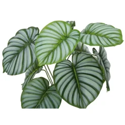 Artificial plant - 24"h / indoor calathea in a 5" pot