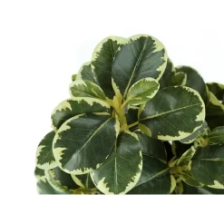 Artificial plant - 2pcs / 14